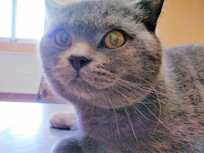 Przychodnia Weterynaryjna Rafał Szaluś